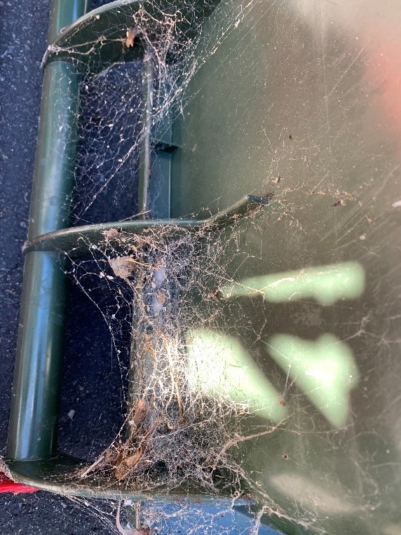 Spider webs on underside of bin